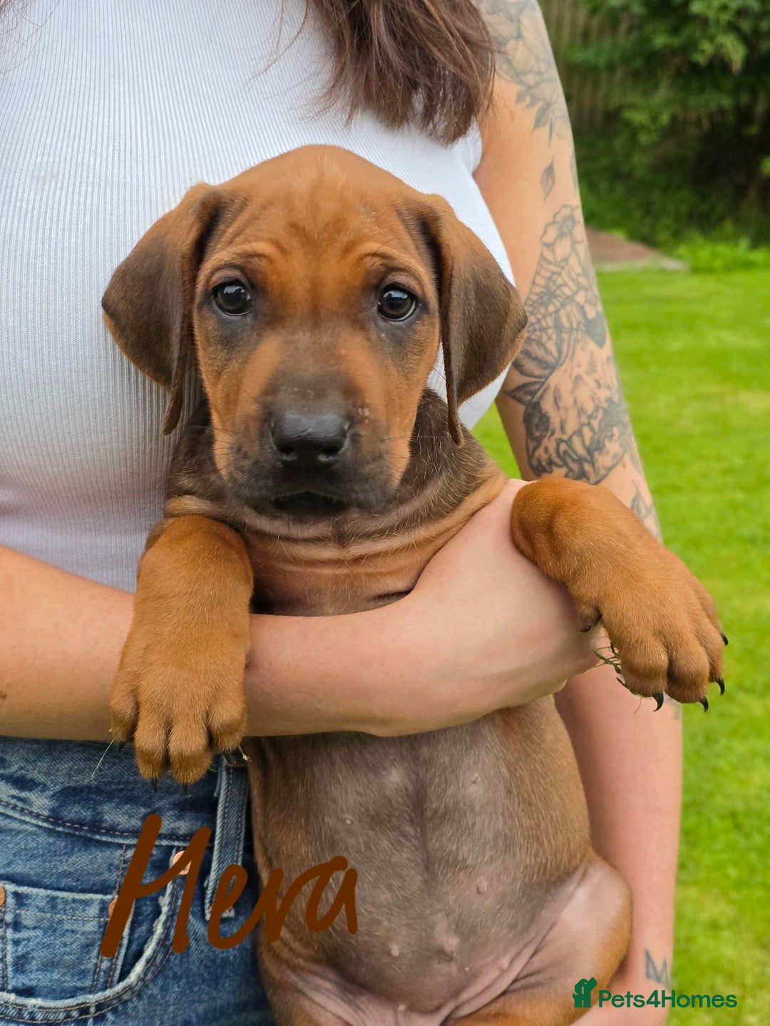 Rhodesian Ridgeback dogs for sale: Stunning Rhodesian RidgeBack Pups.. - Image 3