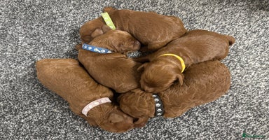 Cockapoo dogs - Advert 16