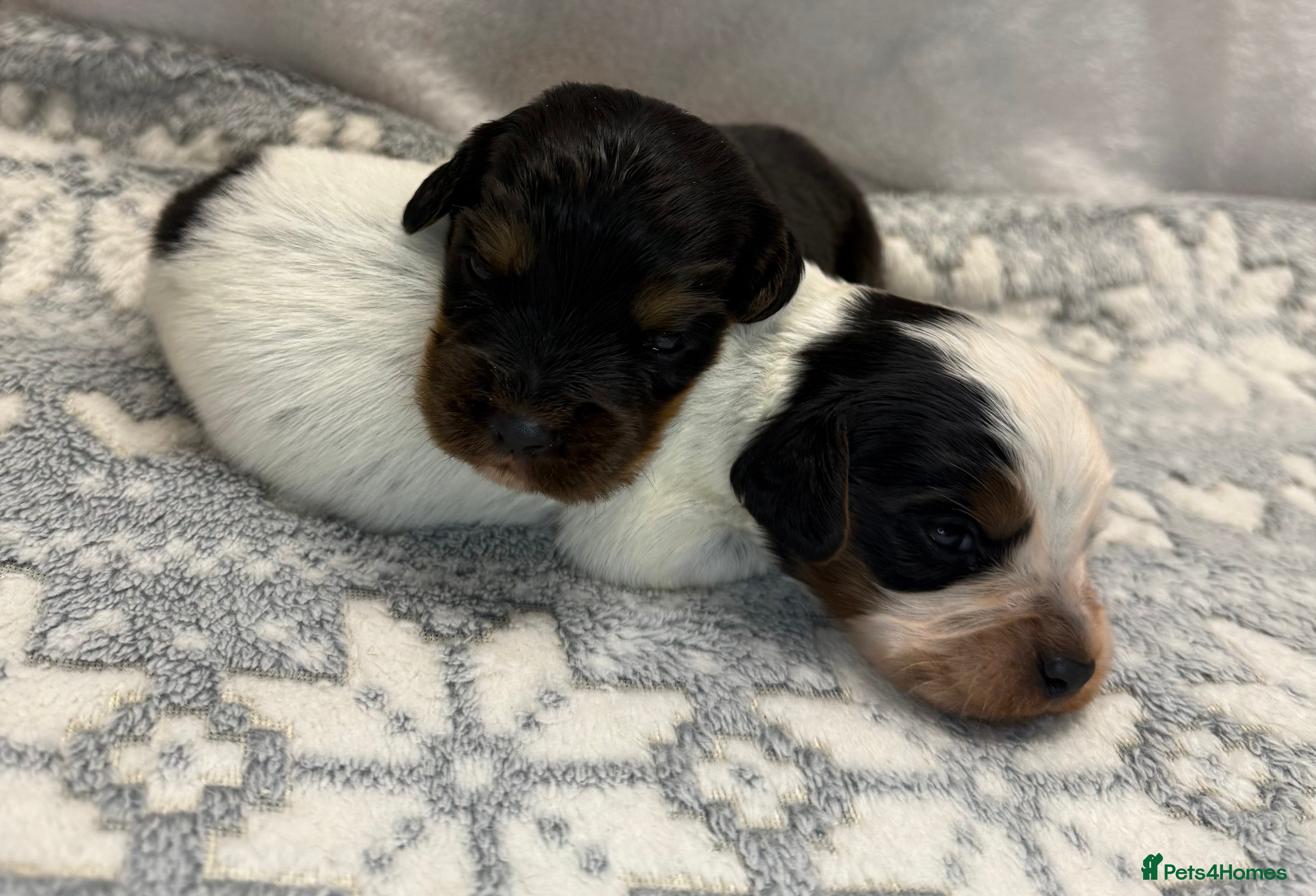 Cocker Spaniel dogs Bred From Extensively Health Tested Parents  - Advert 5