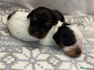 Cocker Spaniel dogs Bred From Extensively Health Tested Parents - Advert 5