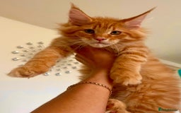 Maine Coon cats for sale: Mane Coon XXXL - Advert 19