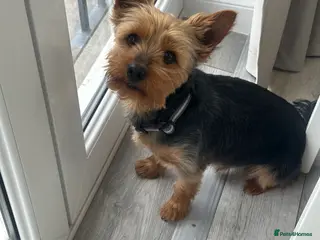 Yorkshire Terrier dogs Cute Yorkie Boy ready for stud - Advert 2