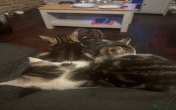 Mixed Breed cats for sale: Kittens for sale - Image 8