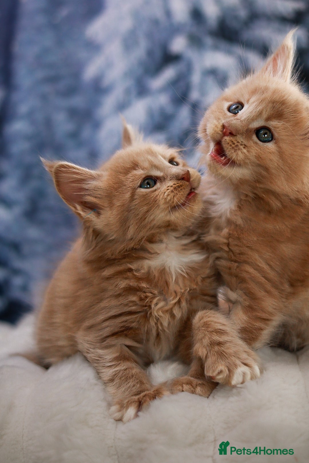 Maine Coon cats for sale: Rare Red Female Maine Coon – TICA Registered - Advert 7