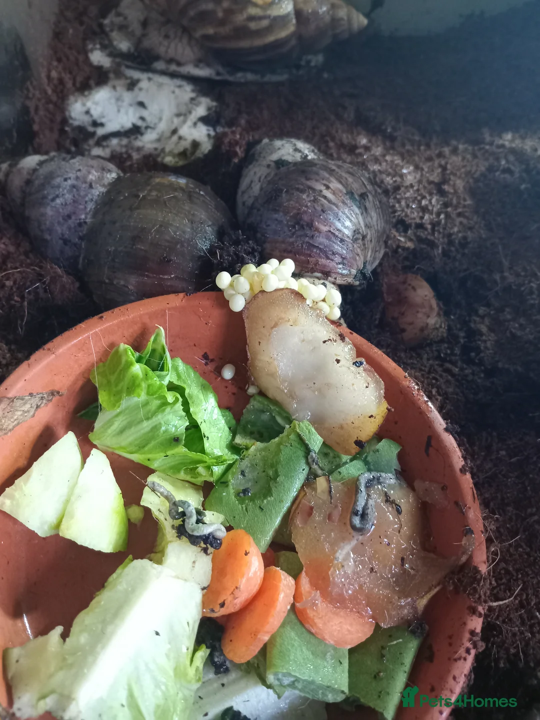 Snails invertebrates for sale: Fulica albino giant African land snail eggs  - Advert 1