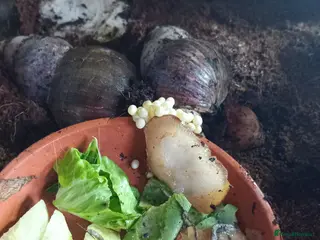 Snails invertebrates Fulica albino giant African land snail eggs - Advert 1