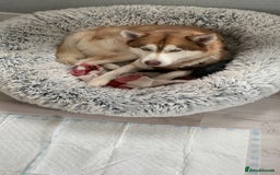 Siberian Husky dogs for stud: Stud male husky in Glasgow - Image 2