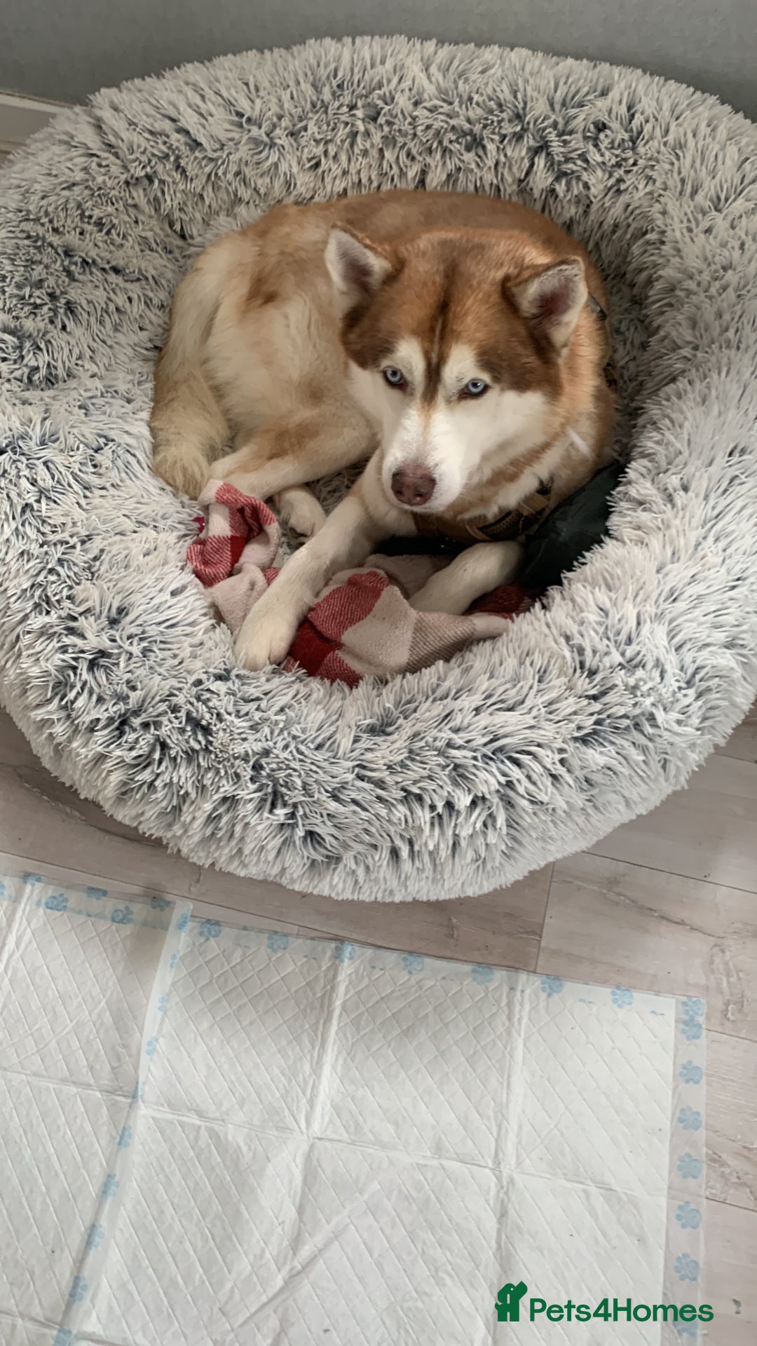 Siberian Husky dogs for stud: Stud male husky in Glasgow - Image 2