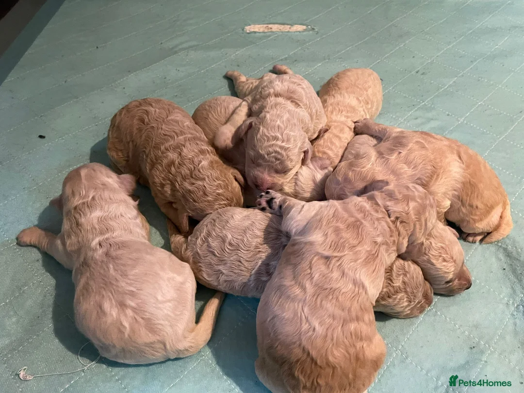 Miniature Poodle dogs for stud: Archie well Proven stud miniature poodle  in Chard - Advert 32