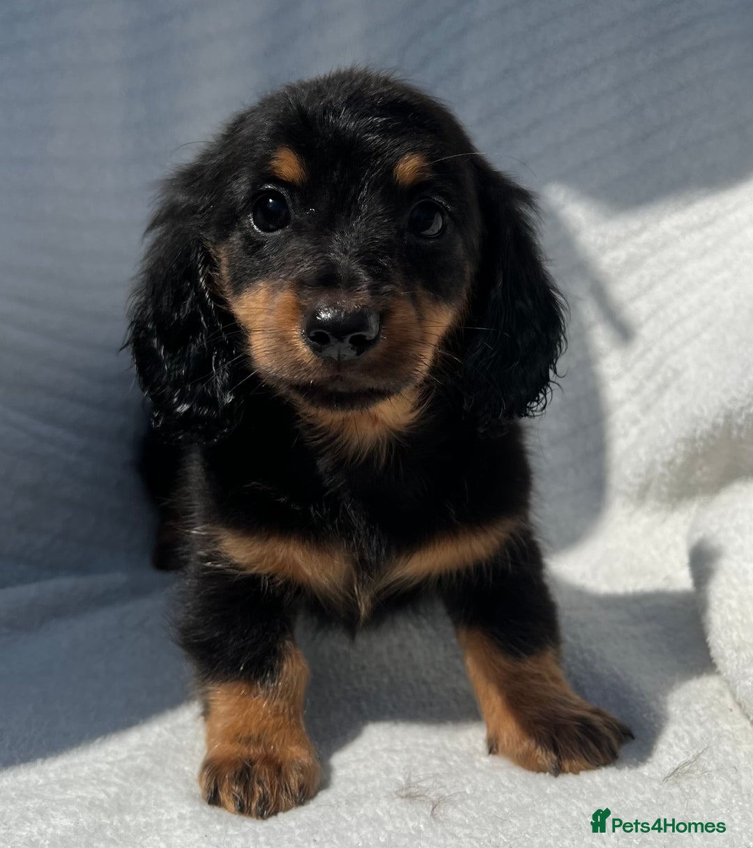 Miniature Dachshund dogs for sale: Beautiful long hair dachshund  in Stourport-on-Severn - Image 7