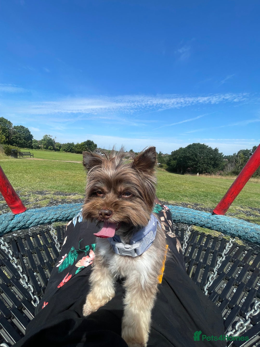 Yorkshire Terrier dogs for sale: Al Pacino needs a temporary home (free) - Advert 7