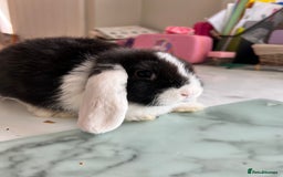Mini Lop rabbits for sale: Beautiful mini lop rabbits - Image 12