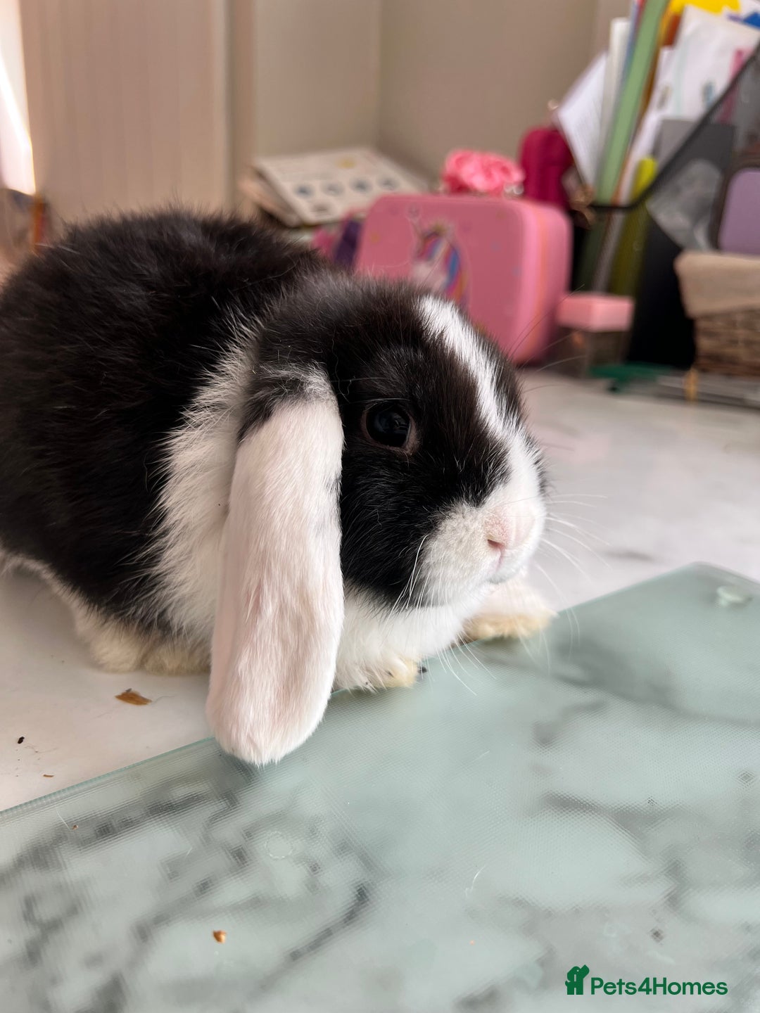 Mini Lop rabbits for sale: Beautiful mini lop rabbits - Image 12