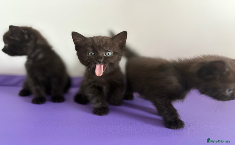 Mixed Breed cats - Advert 7