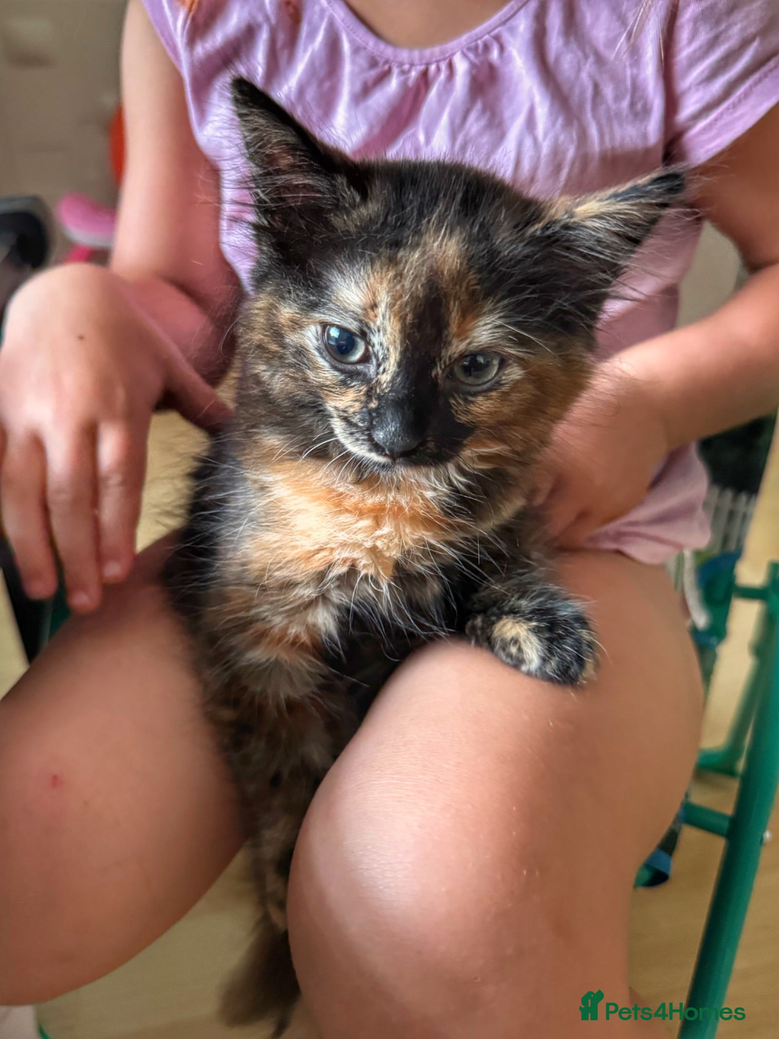 Mixed Breed cats 4 Fluffy kittens are ready to go  - Advert 2