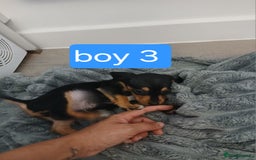 Chiweenie dogs for sale: Ready now 7 xsmall chiweenies fur babies  - Image 6