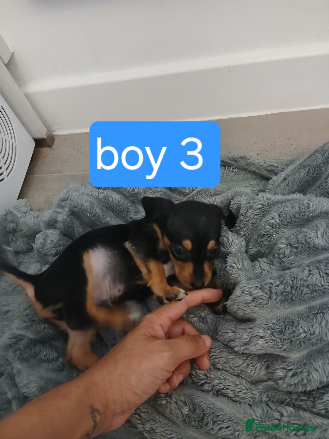 Chiweenie dogs for sale: Ready now 7 xsmall chiweenies fur babies  - Image 6