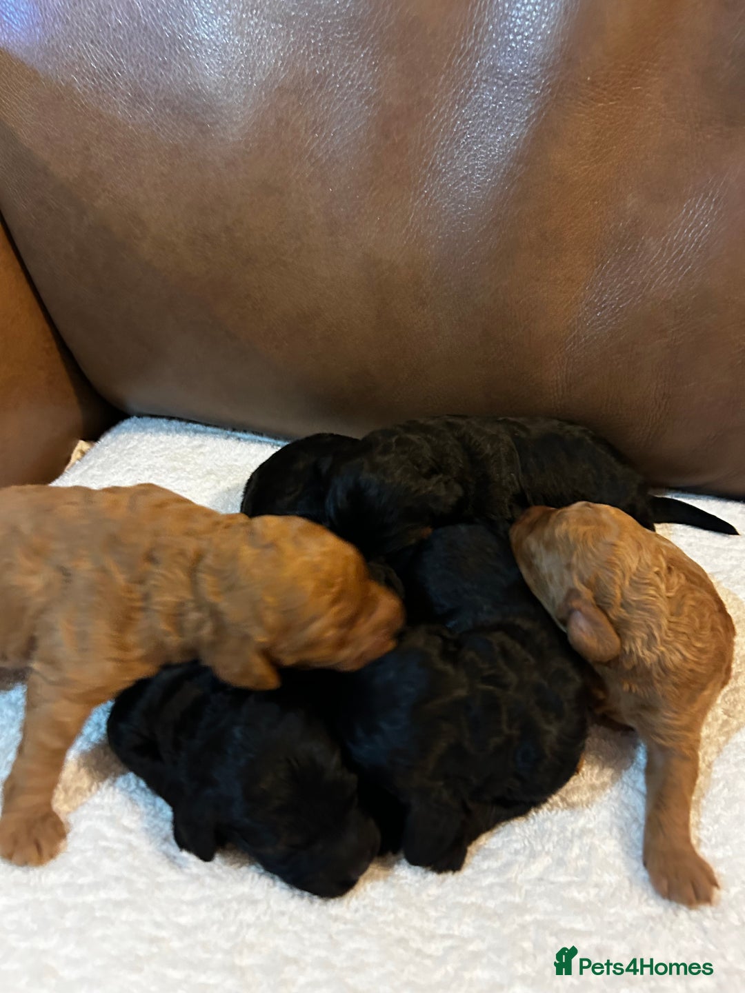 Cockapoo dogs for sale: Toy Cockapoo’s  - Advert 9