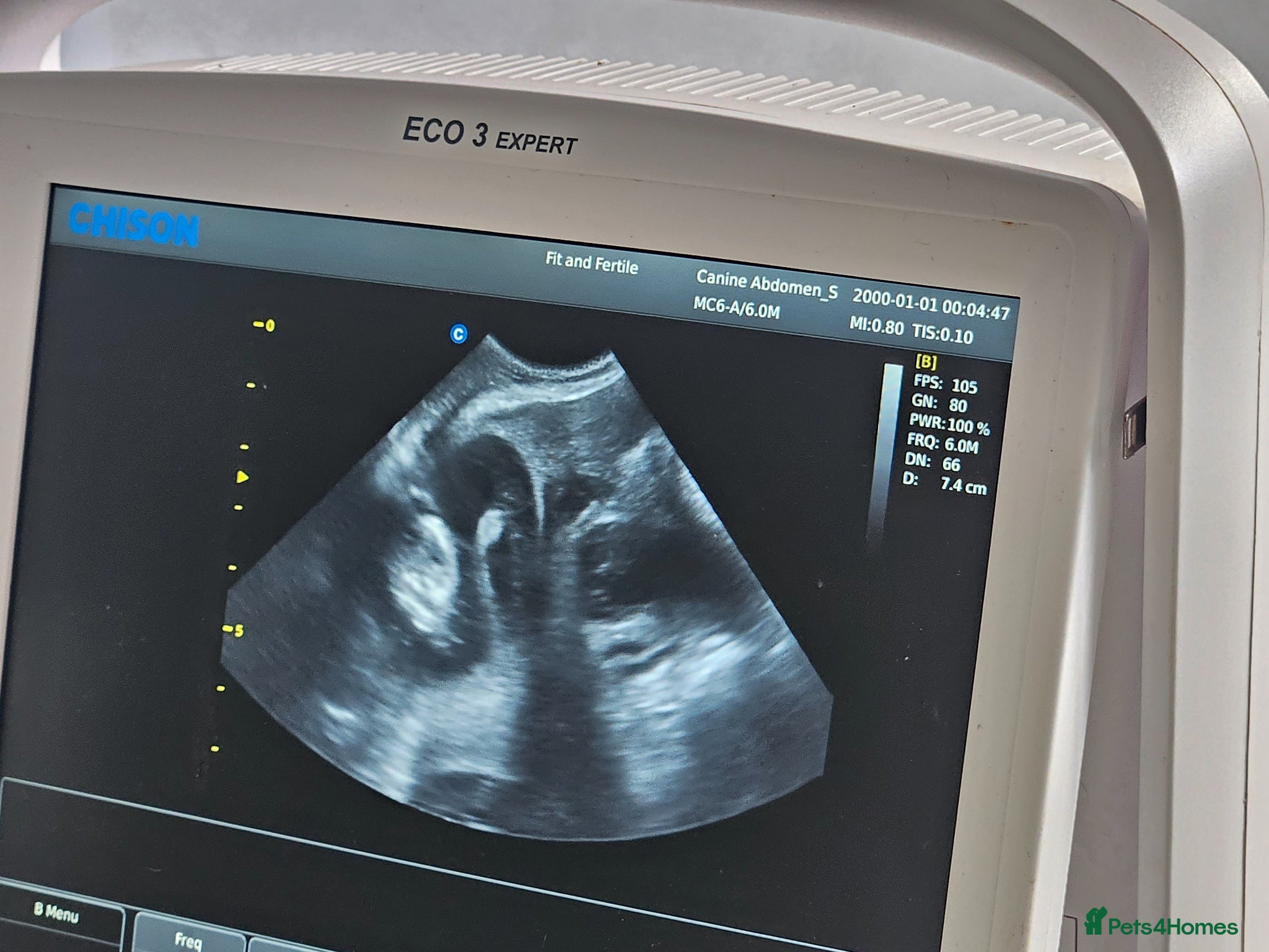 Staffordshire Bull Terrier dogs Kc registered Staffordshire bull terrier pups  - Advert 2