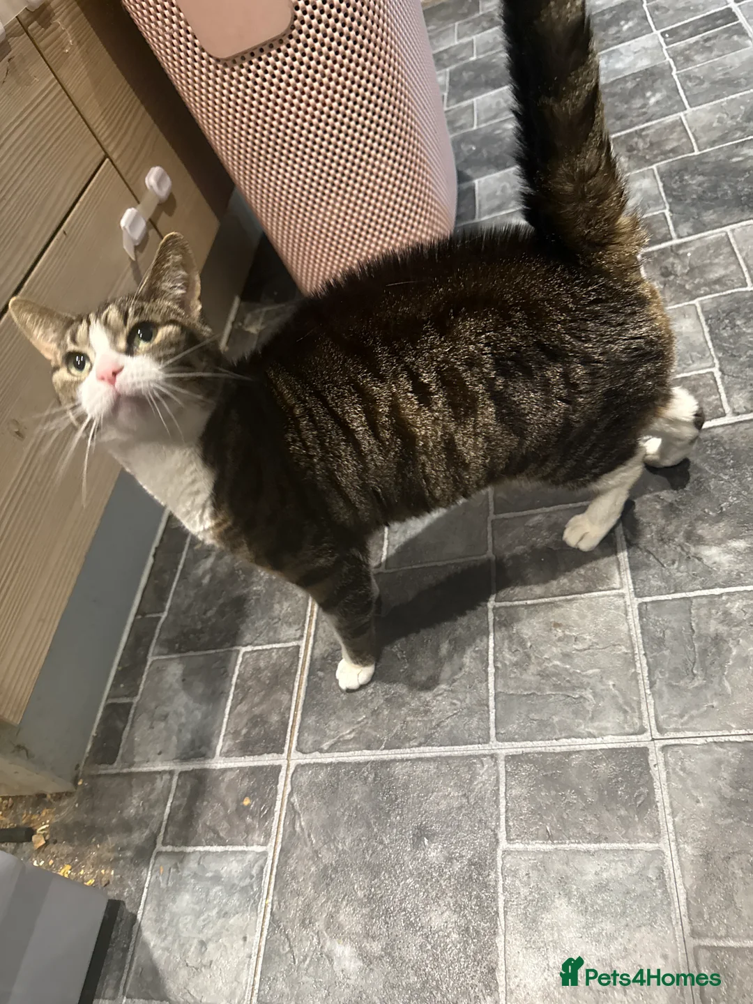 British Shorthair cats for sale:  female cat  - Advert 2