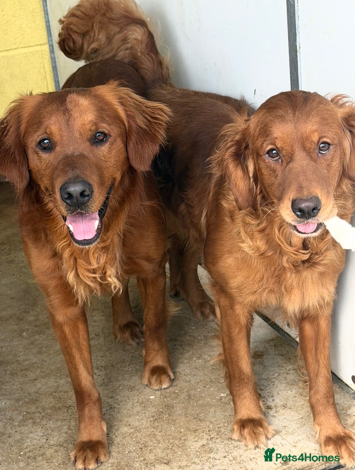 Golden Retriever dogs Outstanding litter of beautiful health tested pups - Advert 1