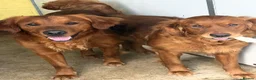 Golden Retriever dogs for sale: Outstanding litter of beautiful health tested pups - Advert 1