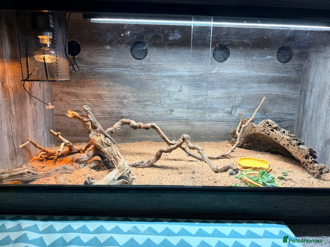 Bearded Dragon reptiles for sale: Five month old bearded dragon and equipment - Advert 4