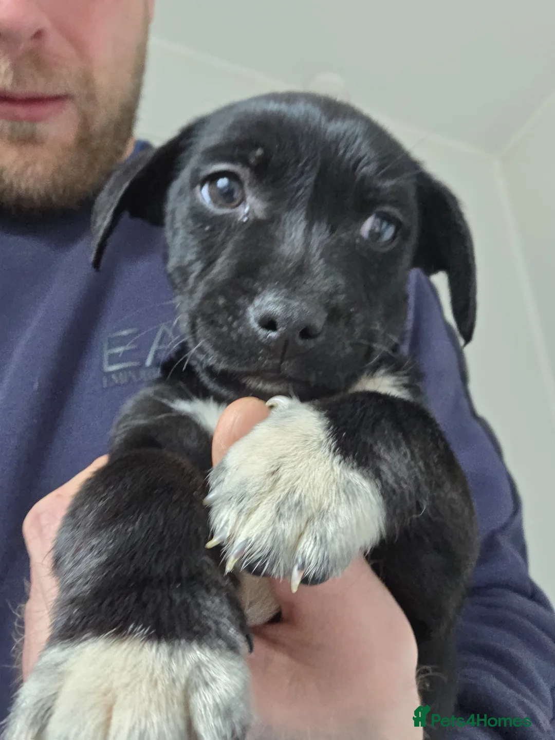 Patterdale Terrier dogs for sale: Patterdale puppies in Washington - Advert 4