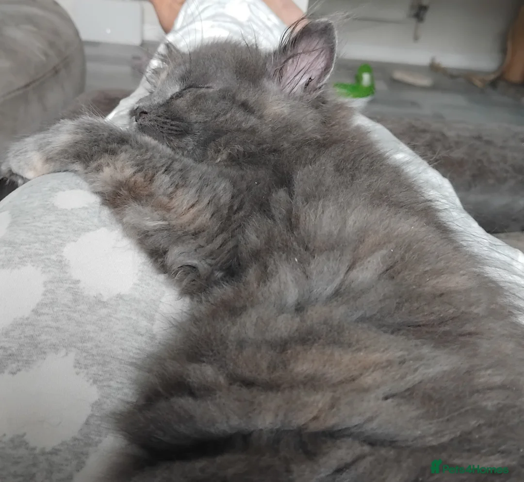 Maine Coon cats for sale: Purebred female main coon kitten - Advert 2