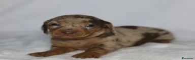 Dachshund Puppy 7
