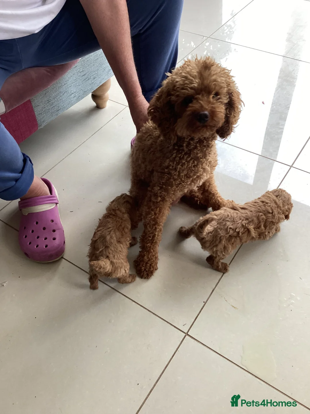 Toy Poodle dogs for sale: Toy poodle pups - Advert 1