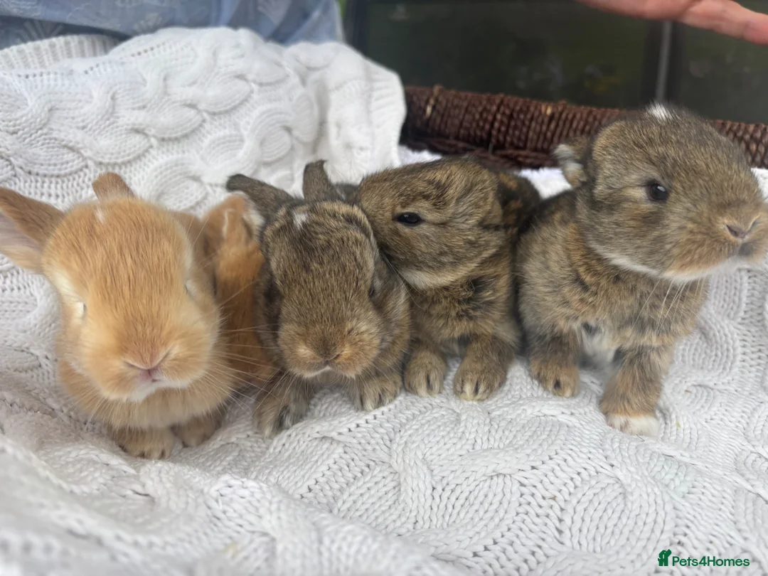 Mixed Breed rabbits for sale: 5 beautiful French lop x mini lops  - Advert 10