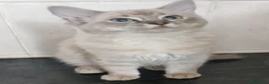 Ragdoll Kitten 5