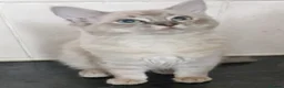 Ragdoll cats for sale: Ragdoll kittens - Advert 6