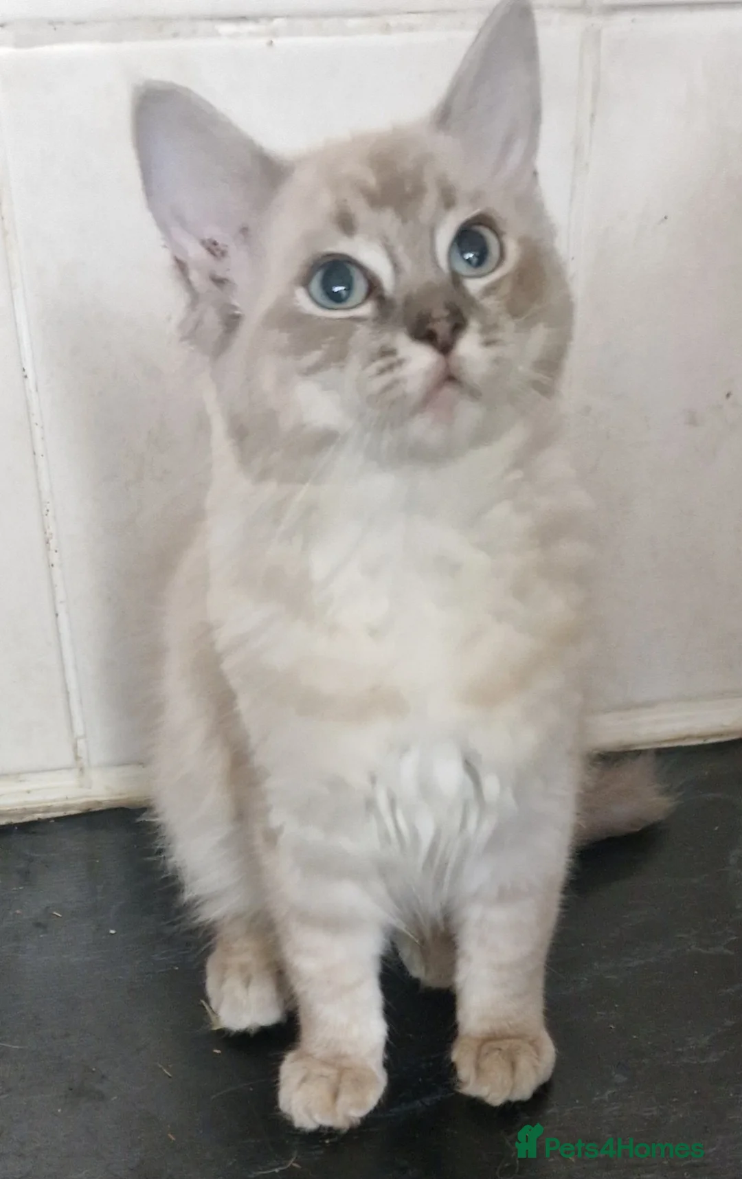 Ragdoll cats for sale: Ragdoll kittens - Advert 6