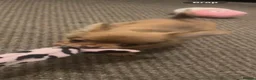 Chihuahua dogs for sale: chihuahua - Advert 6