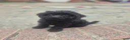 Cockapoo dogs for sale: Cockapoo puppies - Advert 15