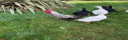 Chickens poultry for sale: Cockerel for sale in Norwich - Advert 4