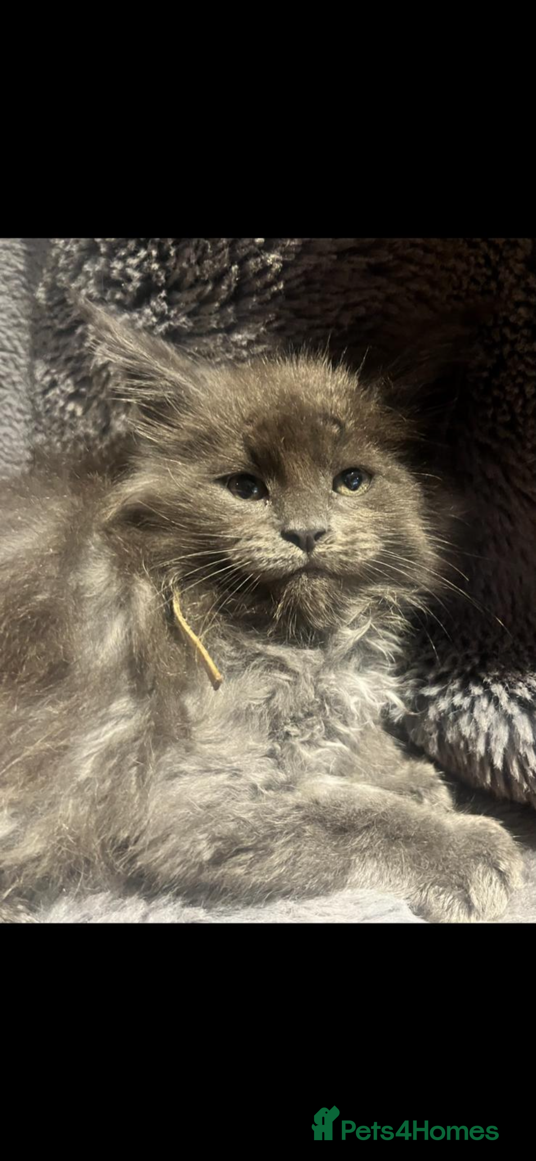 Maine Coon cats for sale: Beautiful Mainecoons blue smoke and black smoke  - Advert 8