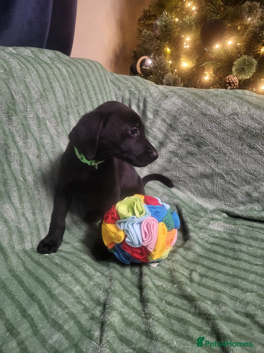 Labrador Retriever dogs for sale: KC registered labrador puppies - Advert 22