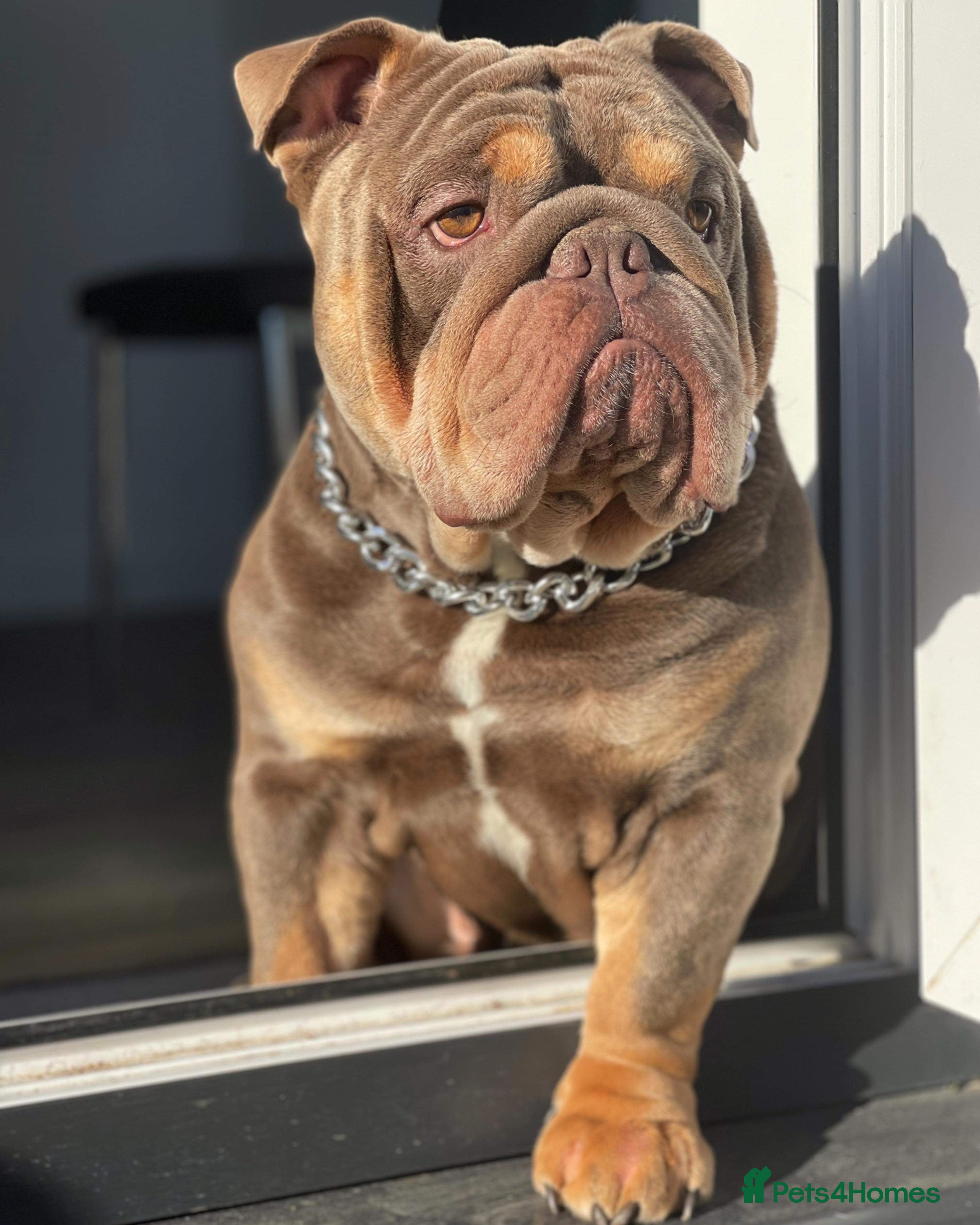 English Bulldog dogs Fully Suit Lilac Tan Stud newly REDUCED price in Whitley Bay - Advert 6