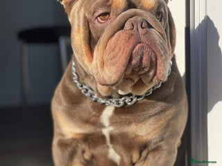 English Bulldog dogs in Whitley Bay - Advert 3