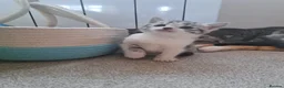 British Shorthair cats for sale: Fluffy Tigers (Last Two) - Advert 22