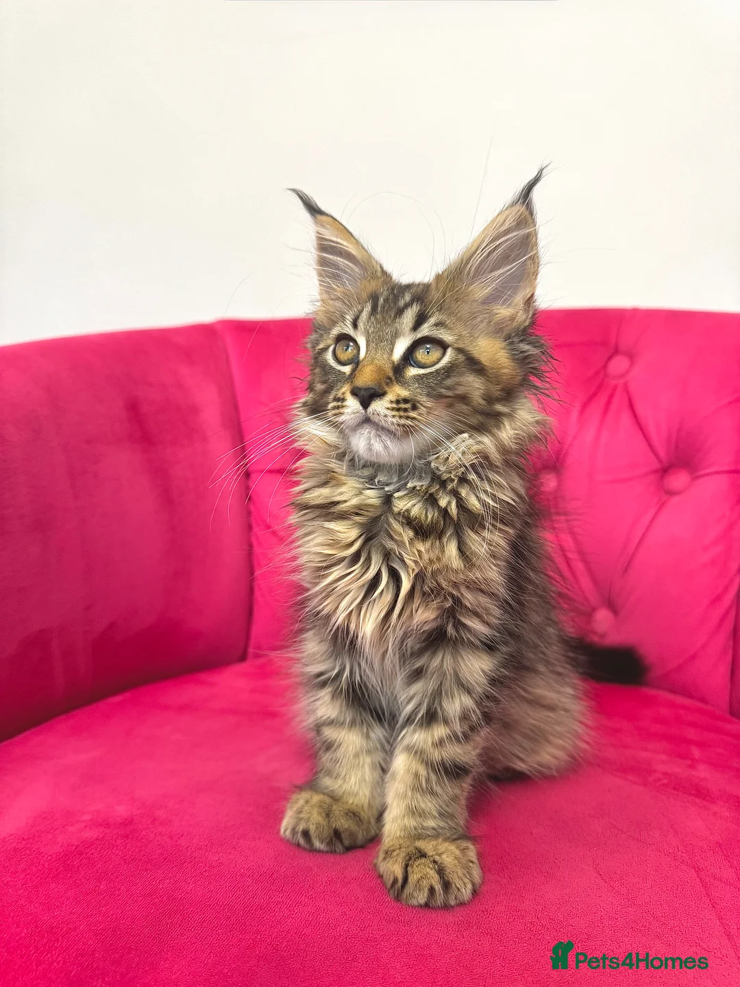 Maine Coon cats for sale: MaineCoon Kittens 🏆20+Gen🧬 Outstadning Pedigree - Advert 15