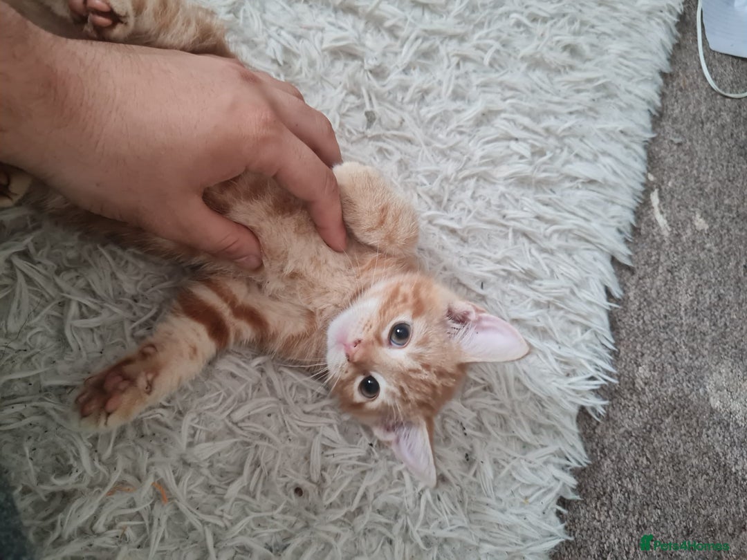 Mixed Breed cats for sale: Beautiful fluffy kittens - Image 4