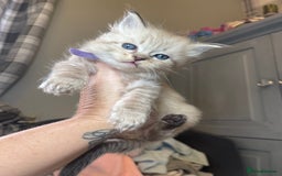 Ragdoll cats for sale: 💫Pedigree Cherubim Ragdolls💫 - Image 2