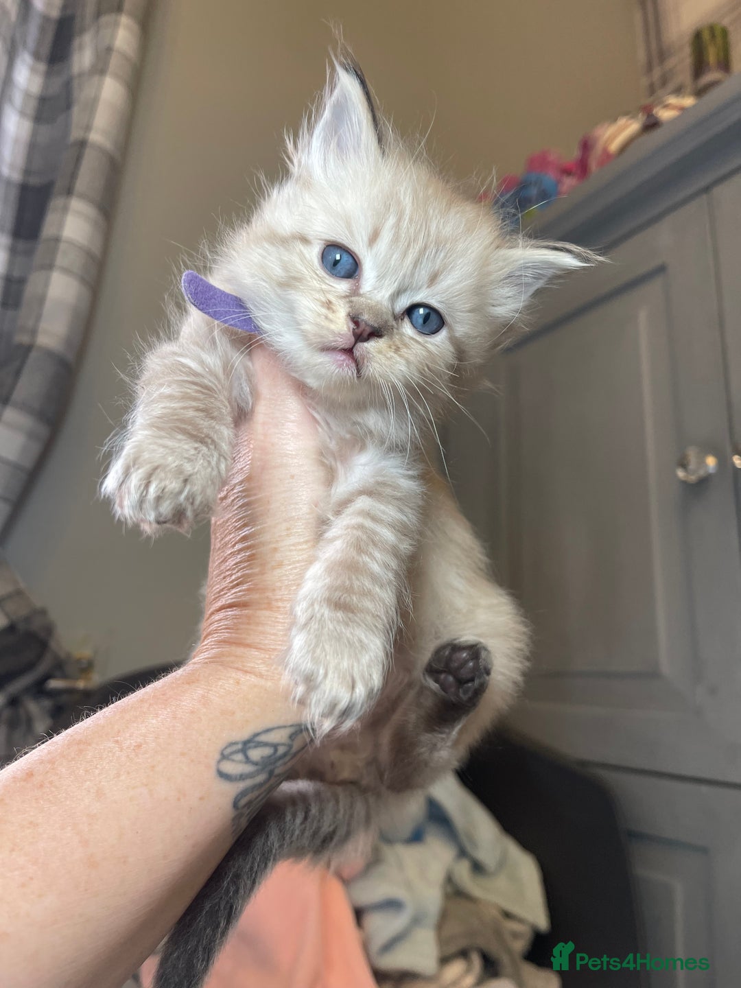 Ragdoll cats for sale: 💫Pedigree Cherubim Ragdolls💫 - Image 2