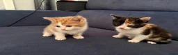 Mixed Breed cats for sale: 4 beautiful kittens for sale  in Slough - Advert 2