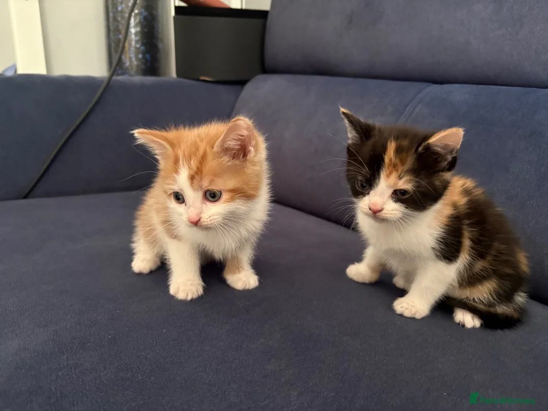 Mixed Breed cats for sale: 4 beautiful kittens for sale  in Slough - Advert 2