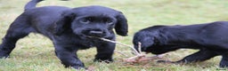 Cocker Spaniel dogs for sale: Gorgeous KC Reg Cocker Spaniels for Forever Homes - Advert 33